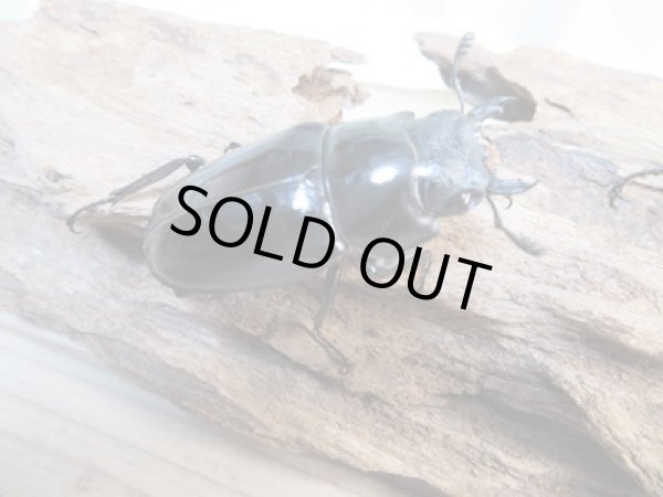 画像4: ☆大型新成虫☆ギラファノコギリクワガタ(亜種ニシカワイ)♂100ミリ♀49.5ミリペア販売!! (4)