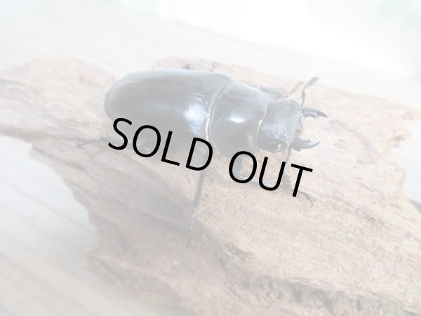 画像4: ☆新成虫☆ギラファノコギリクワガタ(亜種ケイスケ)♂86ミリ♀47ミリペア販売!! (4)