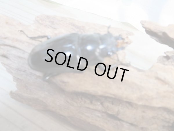 画像4: ☆新成虫☆ギラファノコギリクワガタ(亜種ダイスケ)♂91ミリ♀50ミリペア販売!! (4)