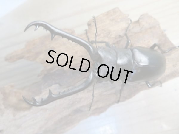 画像2: ☆新成虫☆ギラファノコギリクワガタ(亜種ケイスケ)♂86ミリ♀47ミリペア販売!! (2)