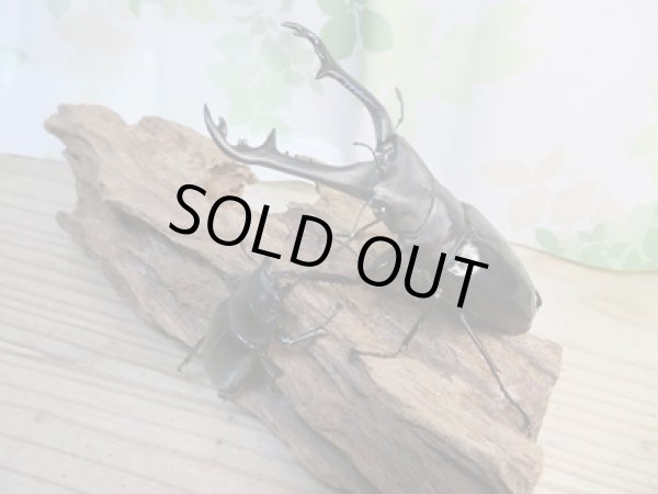 画像5: ☆大型新成虫☆ギラファノコギリクワガタ(亜種ニシカワイ)♂100ミリ♀49.5ミリペア販売!! (5)