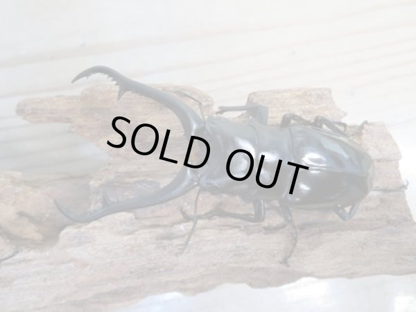 画像2: ☆新成虫☆ギラファノコギリクワガタ(亜種ダイスケ)♂91ミリ♀50ミリペア販売!! (2)