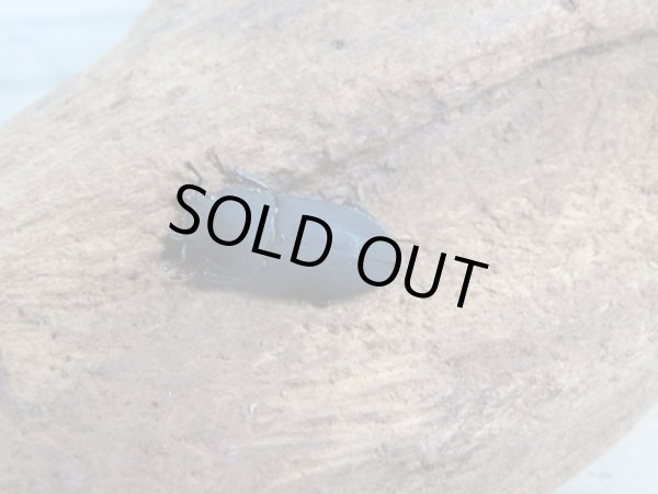 画像4: 稀少種☆WF3☆ロトゥンダトスツヤケシクワガタ(ナンベイオオクワ)♂20ミリ♀フリーサイズペア販売!! (4)