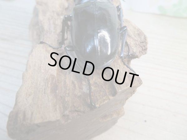 画像3: ☆新成虫☆ギラファノコギリクワガタ(亜種ダイスケ)♂91ミリ♀50ミリペア販売!! (3)