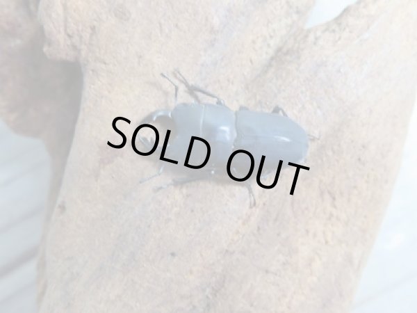 画像2: 稀少種☆WF3☆ロトゥンダトスツヤケシクワガタ(ナンベイオオクワ)♂20ミリ♀フリーサイズペア販売!! (2)