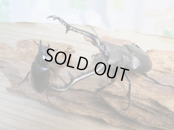 画像5: ☆新成虫☆ギラファノコギリクワガタ(亜種ケイスケ)♂96ミリ♀48ミリペア販売!! (5)