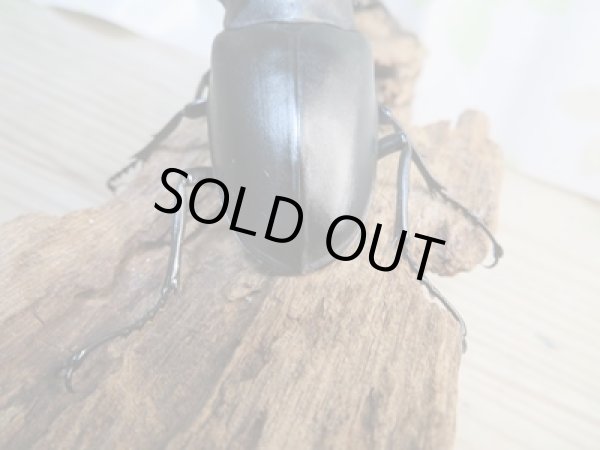 画像3: ☆新成虫☆ギラファノコギリクワガタ(亜種ケイスケ)♂96ミリ♀48ミリペア販売!! (3)