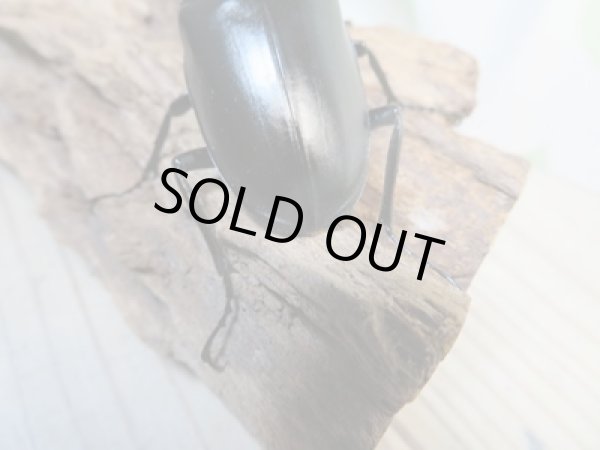 画像3: ☆新成虫☆ギラファノコギリクワガタ(亜種ケイスケ)♂86ミリ♀47ミリペア販売!! (3)