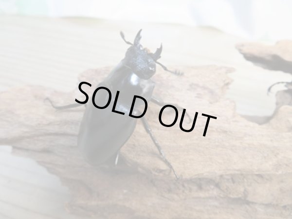 画像4: ☆新成虫☆ギラファノコギリクワガタ(亜種ケイスケ)♂96ミリ♀48ミリペア販売!! (4)