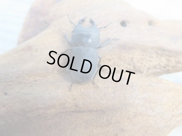 画像3: 稀少種☆WF3☆ロトゥンダトスツヤケシクワガタ(ナンベイオオクワ)♂20ミリ♀フリーサイズペア販売!! (3)