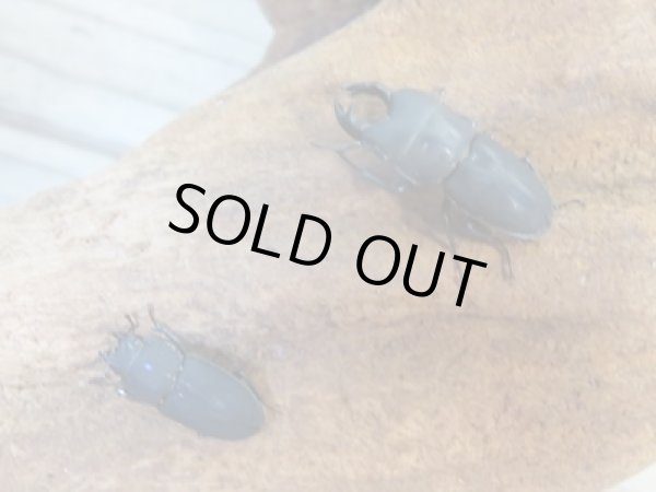 画像5: 稀少種☆WF3☆ロトゥンダトスツヤケシクワガタ(ナンベイオオクワ)♂20ミリ♀フリーサイズペア販売!! (5)