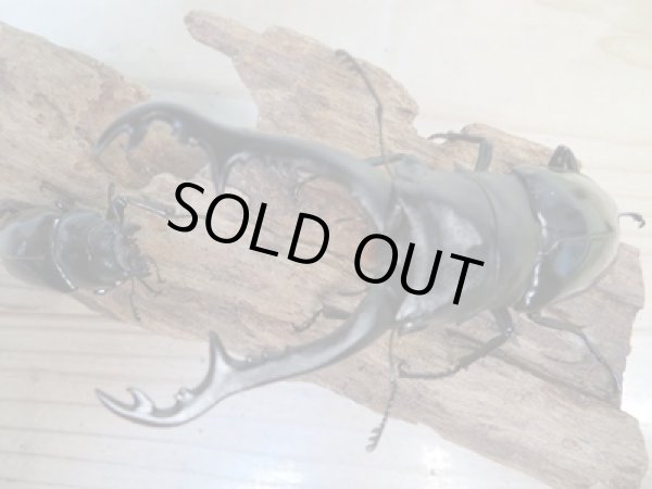 画像2: ☆大型新成虫☆ギラファノコギリクワガタ(亜種ニシカワイ)♂100ミリ♀49.5ミリペア販売!! (2)