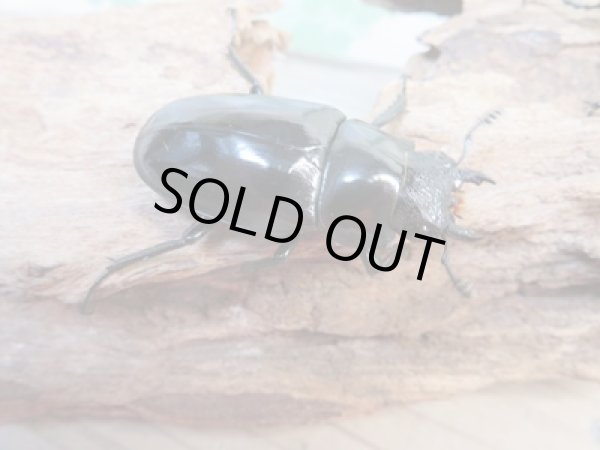 画像4: ☆新成虫☆ギラファノコギリクワガタ(原名亜種)♂82ミリ♀43ミリペア販売!! (4)