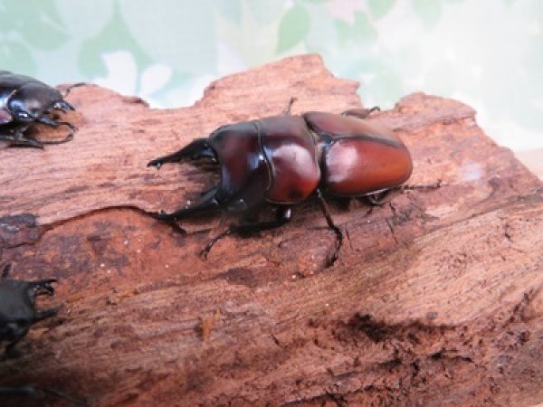 画像1: ☆新成虫☆アンティローペノコギリクワガタ♂46ミリ♀フリーペア＋♀フリー計3頭トリオ販売！！　　 (1)