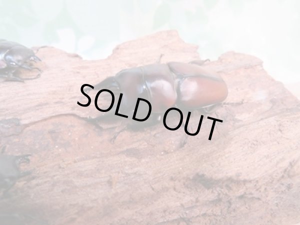 画像1: ☆新成虫☆アンティローペノコギリクワガタ♂46ミリ♀フリーペア＋♀フリー計3頭トリオ販売！！　　 (1)