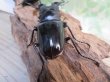 画像3: ☆大型新成虫☆ギラファノコギリクワガタ（亜種ニシカワイ）♂93ミリ♀51ミリペア販売！！ (3)