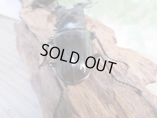 画像3: ☆大型新成虫☆ギラファノコギリクワガタ(亜種ニシカワイ)♂93ミリ♀51ミリペア販売!! (3)