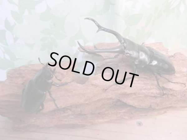 画像5: ☆新成虫☆ギラファノコギリクワガタ(亜種ダイスケ)♂100ミリ♀52ミリペア販売!! (5)