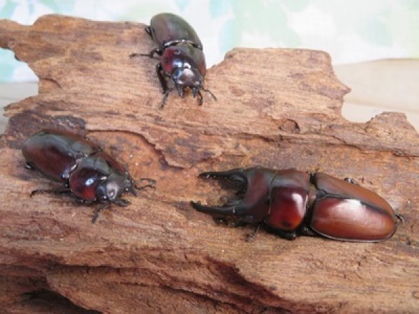 画像5: ☆新成虫☆アンティローペノコギリクワガタ♂43ミリ♀フリーペア+♀フリー計3頭トリオ販売!!   (5)