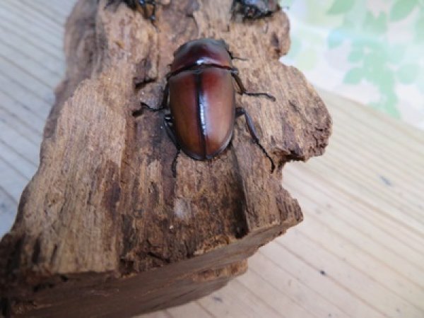画像3: ☆新成虫☆アンティローペノコギリクワガタ♂46ミリ♀フリーペア+♀フリー計3頭トリオ販売!!   (3)