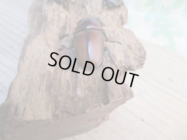 画像3: ☆新成虫☆アンティローペノコギリクワガタ♂46ミリ♀フリーペア＋♀フリー計3頭トリオ販売！！　　 (3)