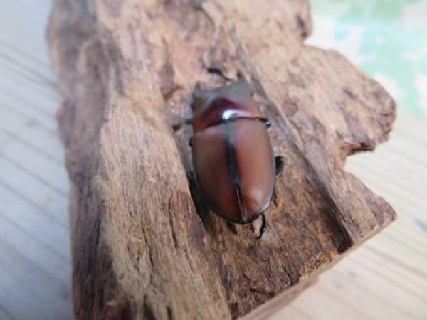 画像3: ☆新成虫☆アンティローペノコギリクワガタ♂43ミリ♀フリーペア+♀フリー計3頭トリオ販売!!   (3)