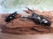 画像5: ☆大型新成虫☆ギラファノコギリクワガタ（亜種ニシカワイ）♂93ミリ♀51ミリペア販売！！ (5)
