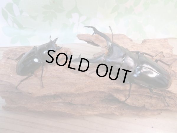 画像5: ☆大型新成虫☆ギラファノコギリクワガタ(亜種ニシカワイ)♂93ミリ♀51ミリペア販売!! (5)