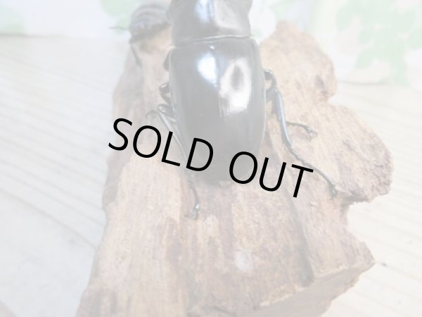 画像3: ☆新成虫☆ギラファノコギリクワガタ(原名亜種)♂82ミリ♀43ミリペア販売!! (3)