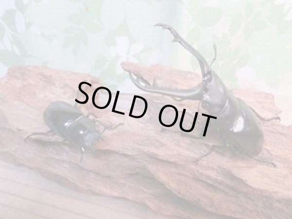 画像5: ☆新成虫☆ギラファノコギリクワガタ(原名亜種)♂82ミリ♀43ミリペア販売!! (5)