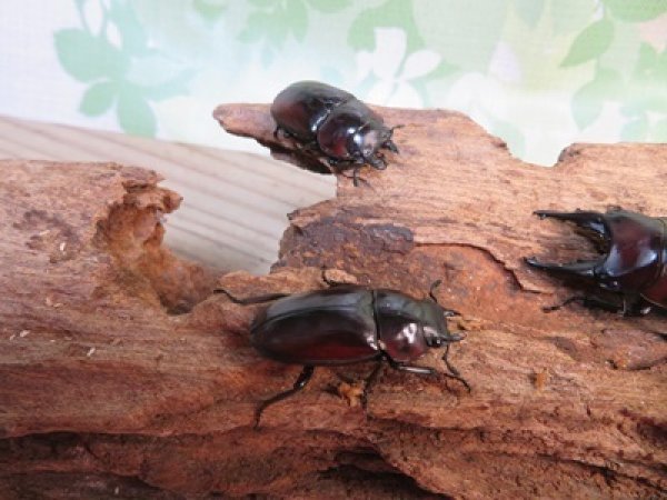 画像4: ☆新成虫☆アンティローペノコギリクワガタ♂46ミリ♀フリーペア+♀フリー計3頭トリオ販売!!   (4)