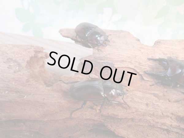 画像4: ☆新成虫☆アンティローペノコギリクワガタ♂46ミリ♀フリーペア＋♀フリー計3頭トリオ販売！！　　 (4)