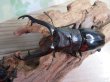 画像2: ☆大型新成虫☆ギラファノコギリクワガタ（亜種ニシカワイ）♂93ミリ♀51ミリペア販売！！ (2)