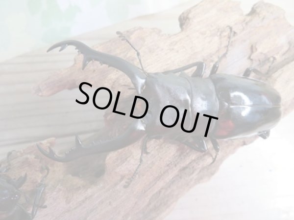 画像2: ☆大型新成虫☆ギラファノコギリクワガタ(亜種ニシカワイ)♂93ミリ♀51ミリペア販売!! (2)