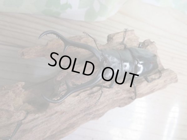 画像2: ☆新成虫☆ギラファノコギリクワガタ(亜種ダイスケ)♂100ミリ♀52ミリペア販売!! (2)