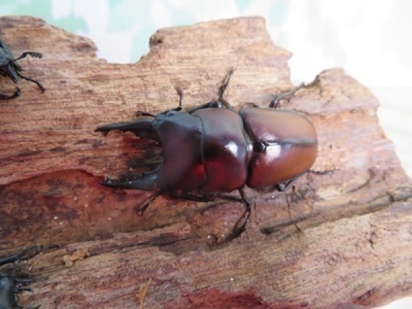 画像2: ☆新成虫☆アンティローペノコギリクワガタ♂46ミリ♀フリーペア+♀フリー計3頭トリオ販売!!   (2)