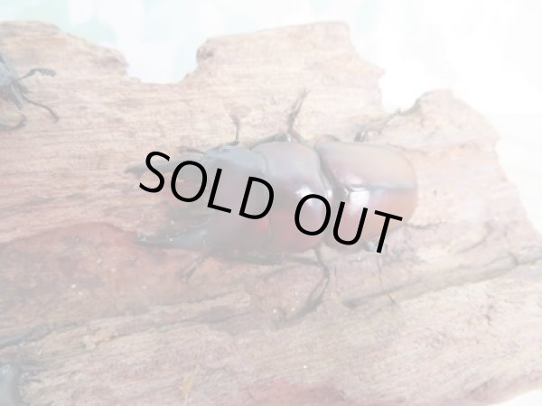 画像2: ☆新成虫☆アンティローペノコギリクワガタ♂46ミリ♀フリーペア＋♀フリー計3頭トリオ販売！！　　 (2)