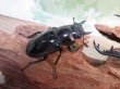 画像4: ☆大型新成虫☆ギラファノコギリクワガタ（亜種ニシカワイ）♂93ミリ♀51ミリペア販売！！ (4)