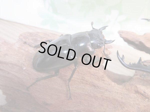 画像4: ☆大型新成虫☆ギラファノコギリクワガタ(亜種ニシカワイ)♂93ミリ♀51ミリペア販売!! (4)