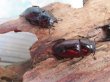 画像4: ☆新成虫☆アンティローペノコギリクワガタ♂43ミリ♀フリーペア＋♀フリー計3頭トリオ販売！！　　 (4)