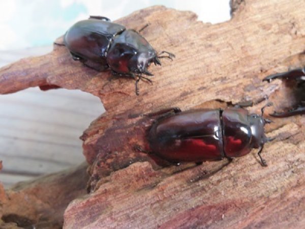 画像4: ☆新成虫☆アンティローペノコギリクワガタ♂43ミリ♀フリーペア+♀フリー計3頭トリオ販売!!   (4)