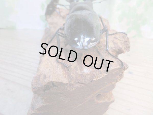 画像3: ☆新成虫☆ギラファノコギリクワガタ(亜種ダイスケ)♂100ミリ♀52ミリペア販売!! (3)