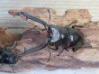 画像2: ☆新成虫☆ギラファノコギリクワガタ（原名亜種）♂82ミリ♀43ミリペア販売！！ (2)