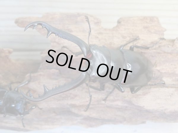 画像2: ☆新成虫☆ギラファノコギリクワガタ(原名亜種)♂82ミリ♀43ミリペア販売!! (2)