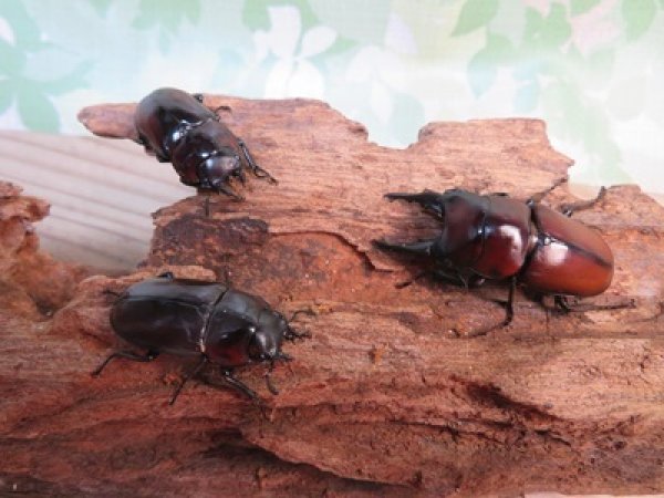 画像5: ☆新成虫☆アンティローペノコギリクワガタ♂46ミリ♀フリーペア+♀フリー計3頭トリオ販売!!   (5)