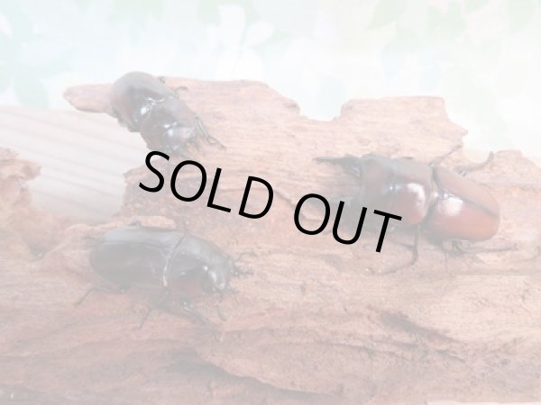 画像5: ☆新成虫☆アンティローペノコギリクワガタ♂46ミリ♀フリーペア＋♀フリー計3頭トリオ販売！！　　 (5)