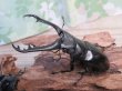 画像1: ☆新成虫☆ギラファノコギリクワガタ（原名亜種）♂82ミリ♀43ミリペア販売！！ (1)