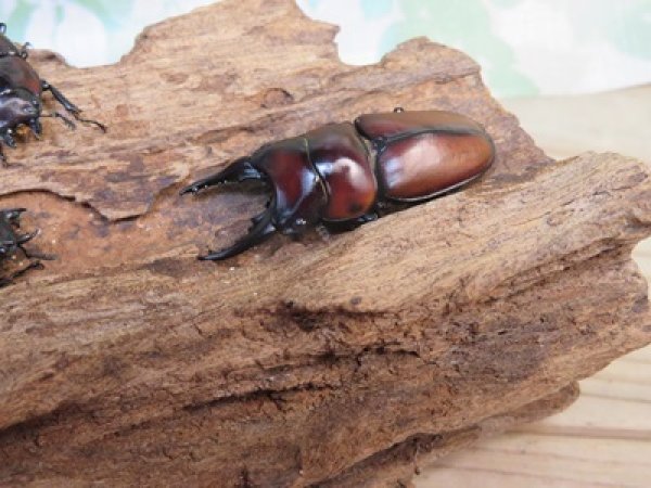 画像1: ☆新成虫☆アンティローペノコギリクワガタ♂43ミリ♀フリーペア＋♀フリー計3頭トリオ販売！！　　 (1)