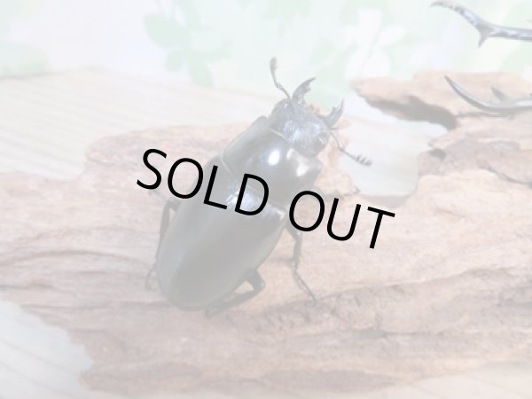 画像4: ☆新成虫☆ギラファノコギリクワガタ(亜種ダイスケ)♂100ミリ♀52ミリペア販売!! (4)