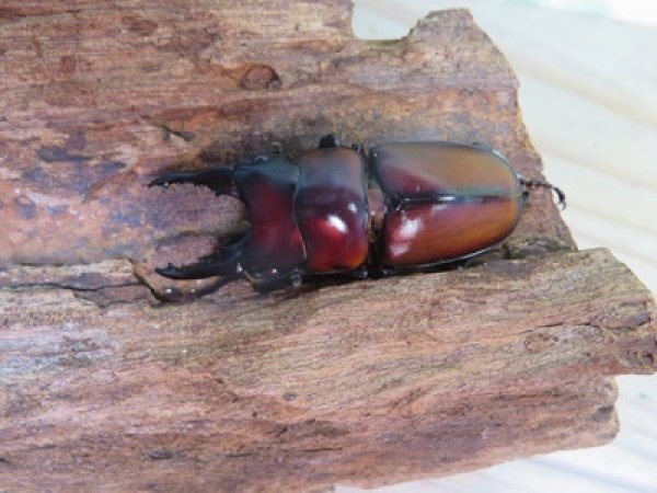 画像2: ☆新成虫☆アンティローペノコギリクワガタ♂43ミリ♀フリーペア+♀フリー計3頭トリオ販売!!   (2)
